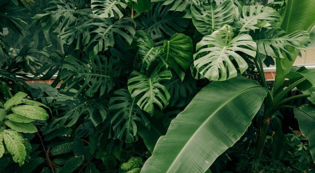 How to Find Your USDA Hardiness Zone