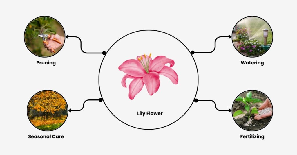 Lily Flower Care