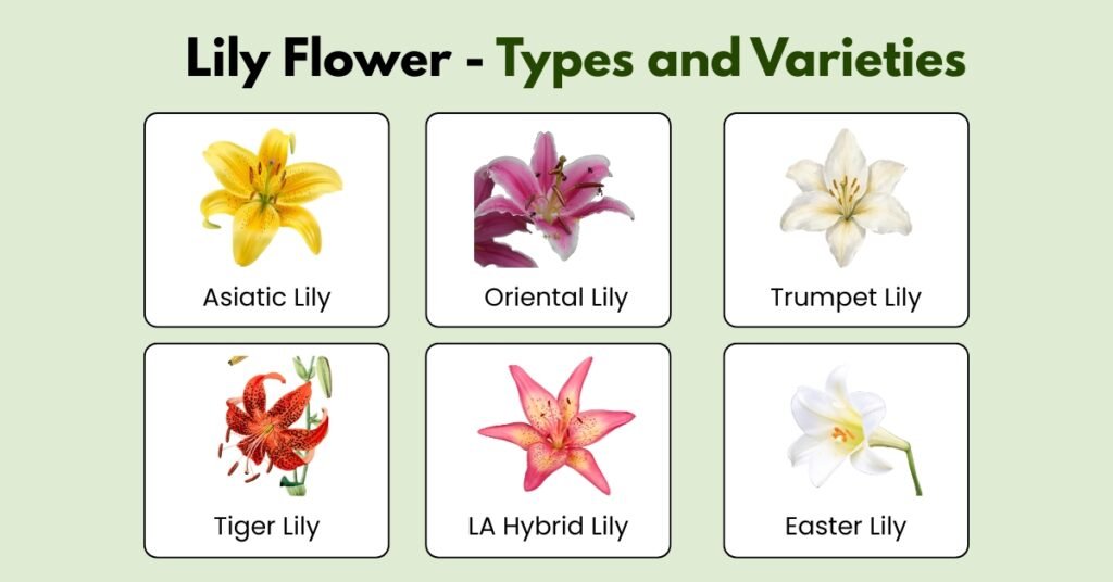Lily Flower - Types and Varieties