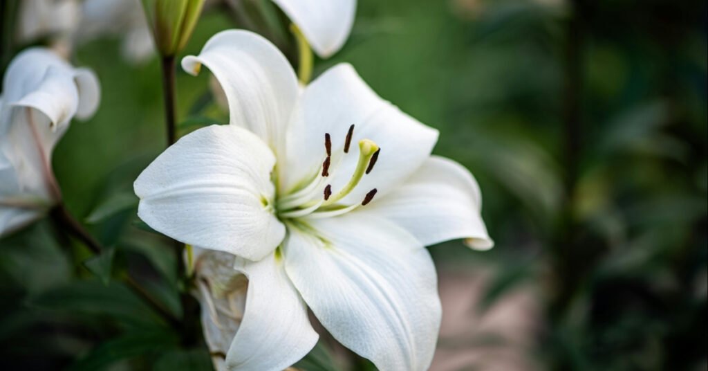 Lily Flower Complete Growing, Care and Planting Guide