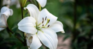 Lily Flower Complete Growing, Care and Planting Guide