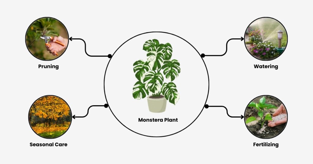 Monstera Plant Care