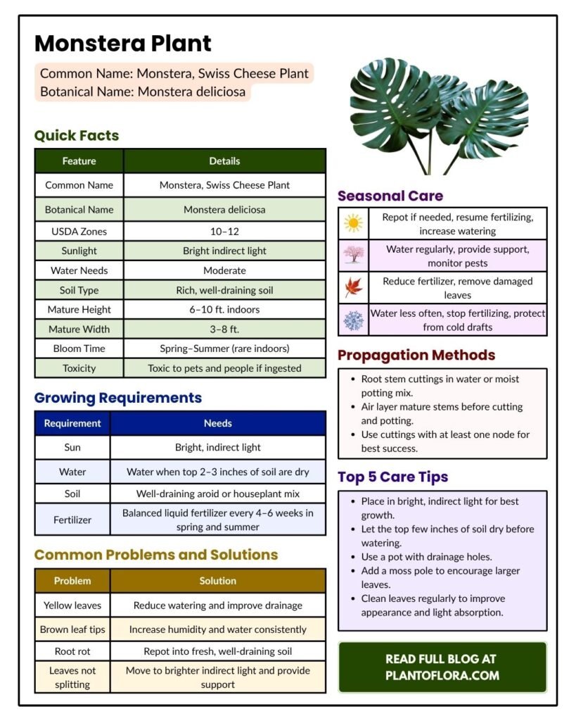 Monstera Plant Complete Guide
