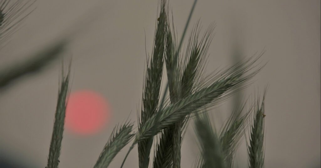 Weak Plant Growth_ Causes, Signs, and Easy Fixes