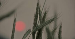 Weak Plant Growth_ Causes, Signs, and Easy Fixes